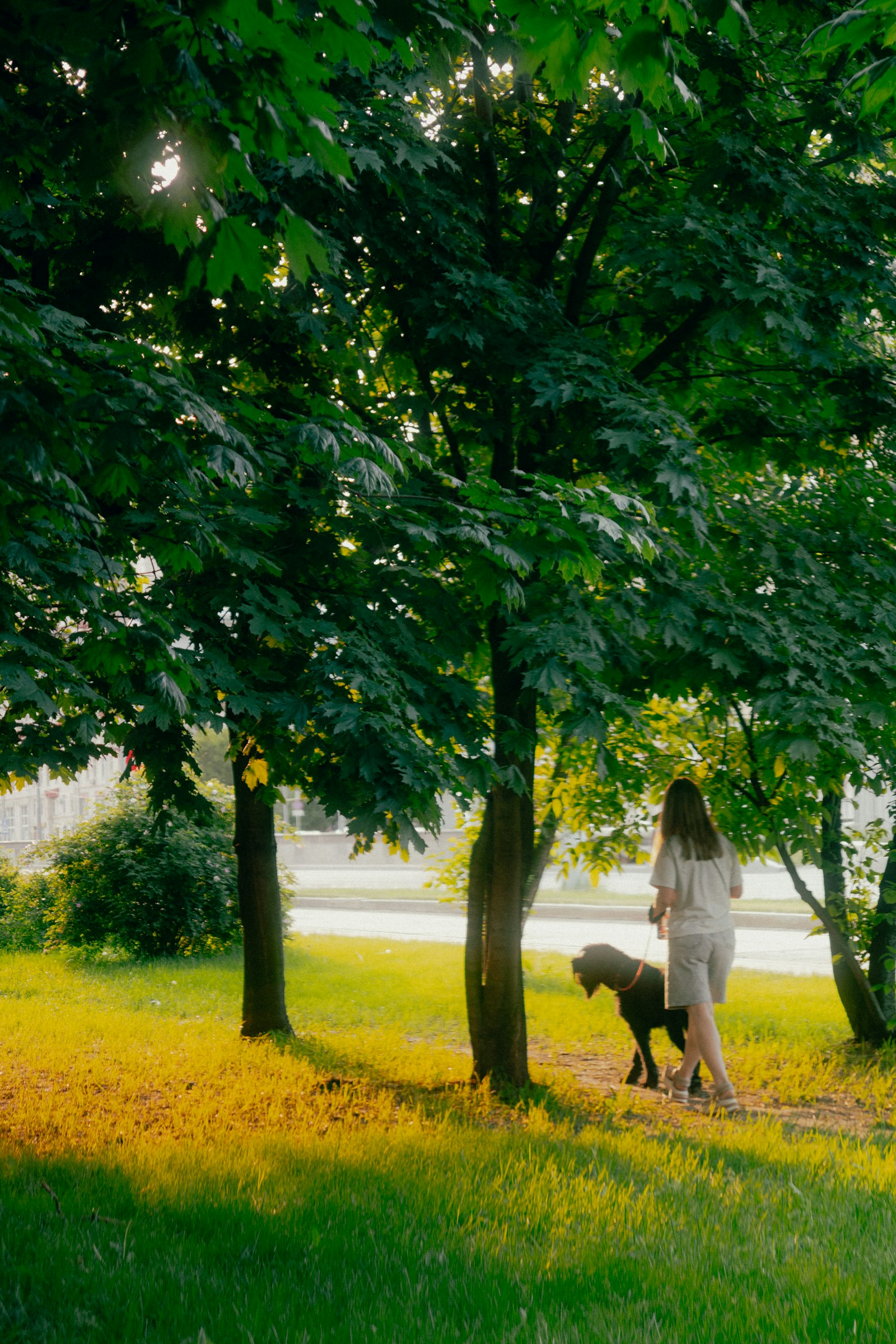 A woman walking her dog under shade trees in a park